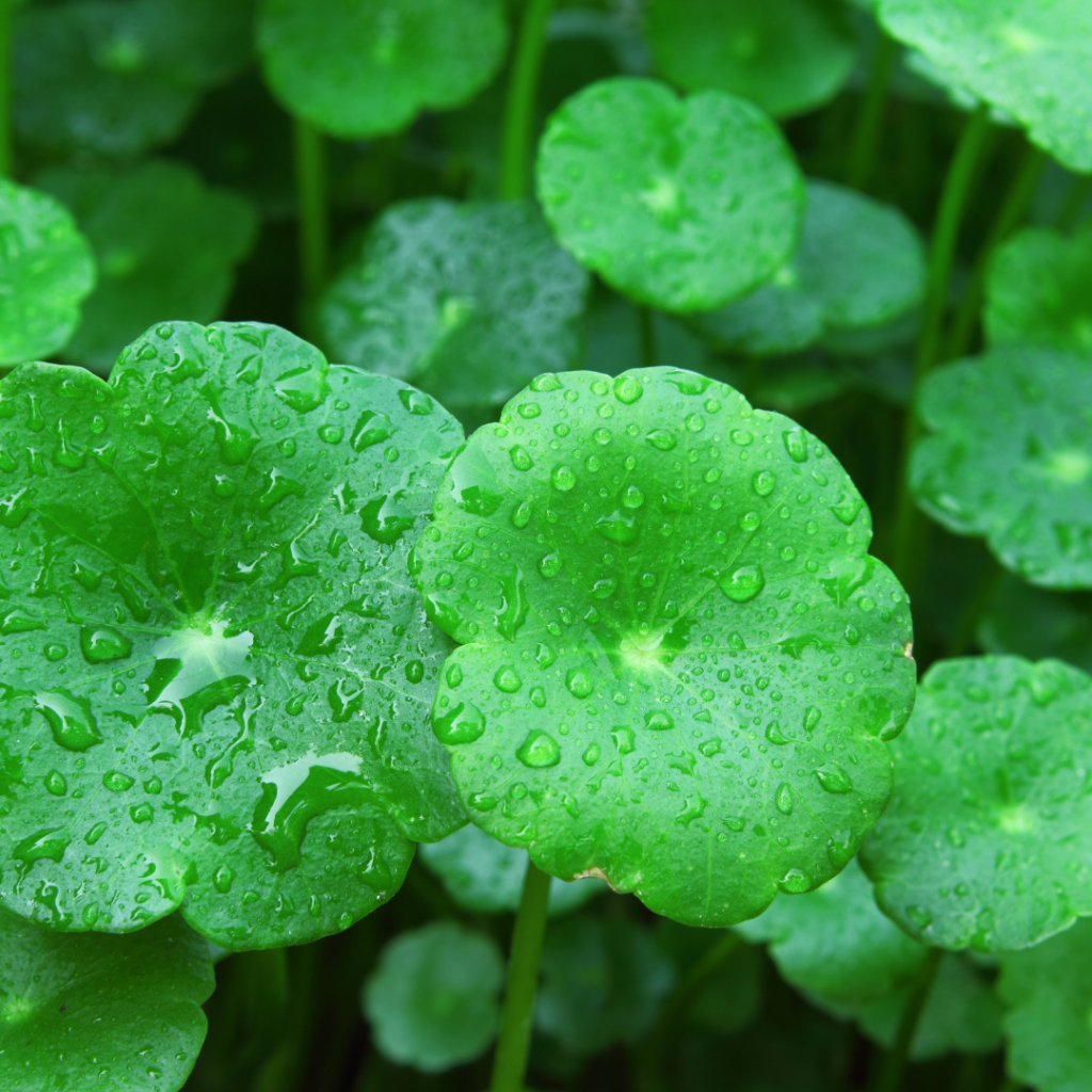 CICA/CENTELLA
