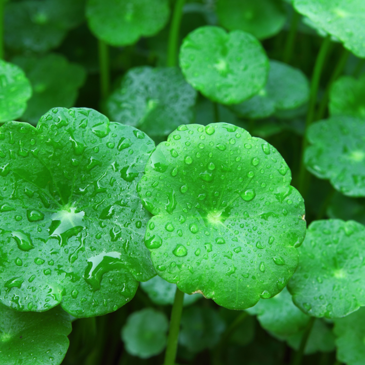 CICA/CENTELLA